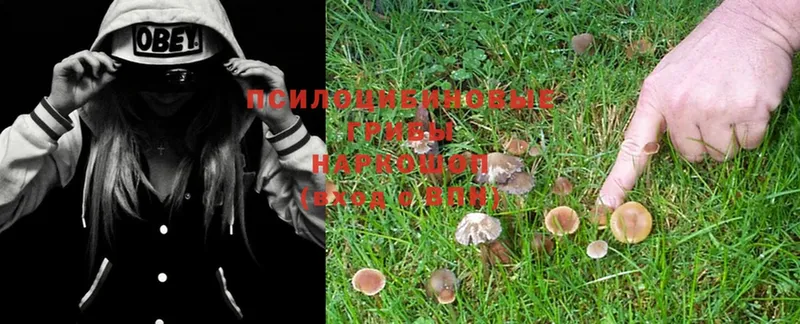 что такое   Лысково  блэк спрут как зайти  Псилоцибиновые грибы Magic Shrooms 